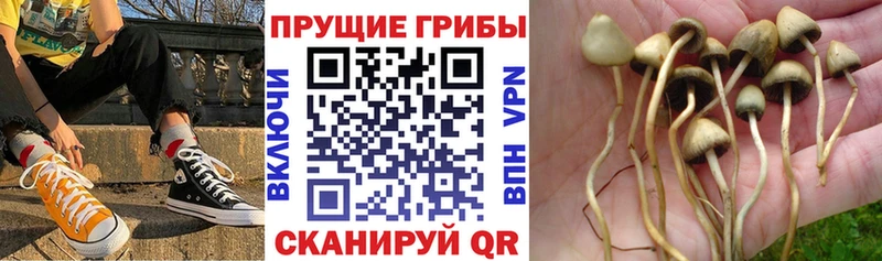 Галлюциногенные грибы Magic Shrooms  Красноперекопск 